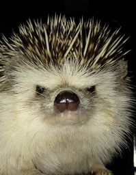 17 Funny Pictures Showing How Hedgehogs Spend The Quarantine | PetPress