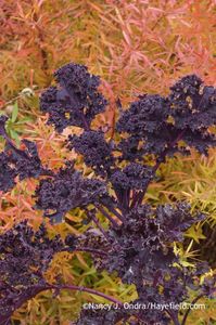 'Redbor' kale against fall-colored Mellow Yellow spirea (Spiraea thunbergii 'Ogon') [November 13, 2014]; Nancy J. Ondra at Hayefield