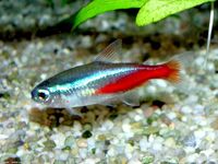 Le tétra néon bleu Paracheirodon innesi est un petit poisson d'eau douce de 3,5 cm, originaire du bassin de l'Amazone en Amérique du Sud. Remarquables par leurs couleurs, bleu brillant sur le dos et l'arrière du ventre rouge, les néons s'élèvent en...