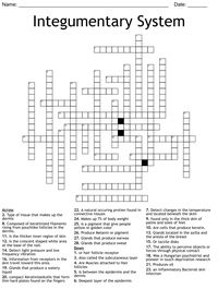 Integumentary System Crossword