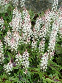 Tiarella Sugar And Spice -- Bluestone Perennials