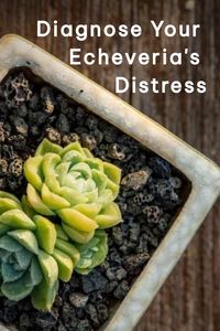 Struggling to pinpoint the problems impacting your beloved plants? Identifying the root cause of your Echeveria's deterioration can prove to be quite a task.