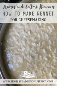 How to Make Rennet for Cheesemaking - Homesteaders of America