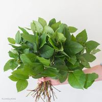 DIY Brides love Salal, also called Lemon Leaf, as a bulk greenery!  Salal comes in such large bunch sizes and is extremely hardy. Perfect for DIY wedding or event! Shop from over 50+ flowers, or explore our DIY resources & order online today!