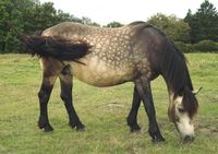 Dappled Sooty Buckskin North Swedish Horse - mare Anja