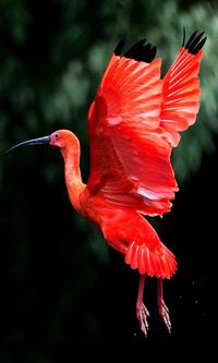 Scarlet ibis