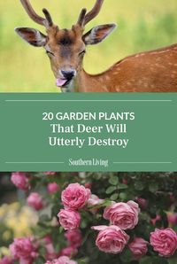 Save yourself money, time, and heartache by avoiding "deer candy"—the annuals, perennials, vines, and trees that deer can't resist. Visit the link for a list of plants to keep out of your garden. #southerngarden #plantsdeerlove #deer #gardenpests #gardeningtips