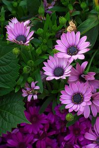 ~~African Daisies by d-k-t~~