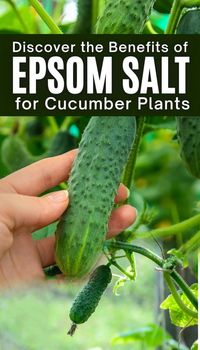 Gardeners have been using the natural power of Epsom salt for centuries to help their plants grow and flourish. Not only does it have a lot of important nutrients, but it also helps the soil drain better, which is very good for cucumber plants. Discover how you too can harness the power of Epsom salt to help your cucumbers reach their full potential! Read our blog post on how Epsom salt will make a difference in your garden.