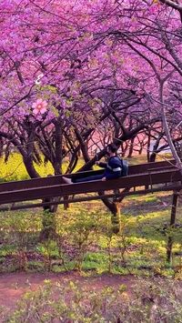 Matsuda Cherry Blossoms Festival. February 3rd to March 3rd.  This lovely little town is famous for their Kawazu Sakura festival, which showcases almost 400 early blooming sakura trees  ❤️ Share with your travel bestie and 👉 Follow @shortsjapan for more   Thanks to bunnytokyo via IG  #cherryblossoms #matsuda #sakura #japantravel #Japan