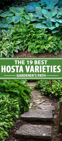 Are you looking for the perfect foliage plant for the shade garden? Hostas are the old standby. But did you know they come in many different striking color combinations? Check out our nineteen favorite cultivars and find your favorites for your shady areas. Read more now on Gardener’s Path. #hostas #shadegarden #gardenerspath