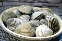 How To Make Homemade Clam Fritters With Fresh Clams