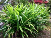 pandanus