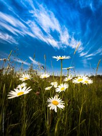 Daisies