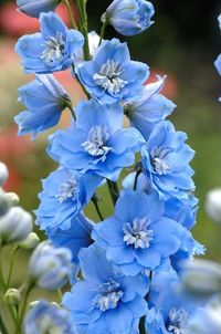 Candle Larkspur, Delphinium 'Centurion Sky Blue' (Delphinium elatum)