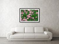 Blooming Pink Pinks #1 Framed Print by Ira Niva - Ira Niva - Website