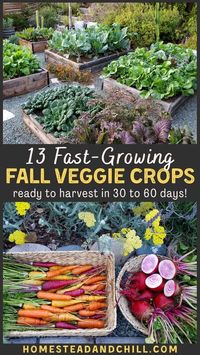 Up against the clock, with winter on the horizon? Don't let that stop you from gardening in the fall! Come discover the top 13 fastest growing cool season crops for your fall garden - some ready to…