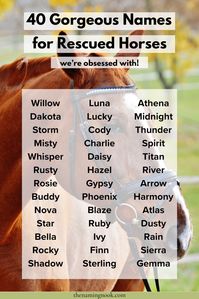 40 Cute and Unique Rescue Horse Names. Click through for strong and elegant horse names for mares and geldings. Horse name ideas