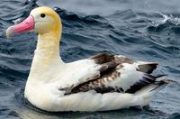 Short-tailed albatross