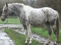 Linus - Denmark's Knabstrupper Horse  when kings and queens ruled the lands of Europe, a new breed of white and spotted horse emerged in the country of Denmark, though it can be traced back to the age of the Vikings.. The Knabstrup horse, sparkling white and dotted with brown or black became a symbol of the joy and decadence of the aristocracy-The Main Street