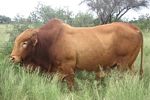 Afrikaner Cattle Breeders' Society of South Africa - Afrikaner Beestelersgenootskap van Suid-Afrika