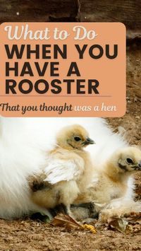 Did you recently get chicks from Tractor supply? So many times we end up with Roosters, when they say they are hens. Here are some ideas on how to take your next step with your rooster.