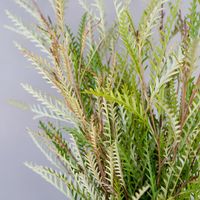 Simultaneously minimalistic and exquisite, Grevillea Fresh Greens perfectly capture the essence of late autumn. Its stems showcase tiny leaves, which look more like woody barbs from a distance; the stems range from dusty green to russet red, and occasionally even features a silvery sheen. Pair with blooms like Pink Mauve Hybrid Lilies, Lotus Pods for Drying, Pink Antique Garden Roses, and Timeless Cream Roses for a unique spin on fall events!