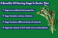 4 Benefits Of Having Sage In Ducks’ Diet