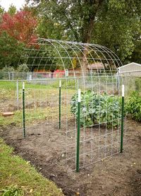 How to Build a Bean Trellis That Adds Interest to Your Garden