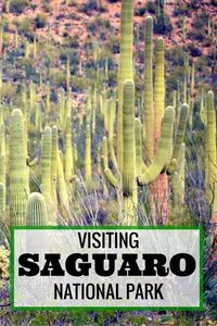 Guide and tips to exploring Saguaro National Park with kids | Arizona with kids | Tucson with kids