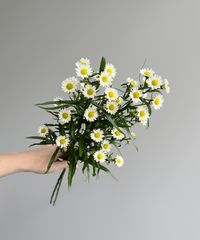 Elegantly pristine, these white Aster blooms exude serenity and grace, making them a timeless choice for any floral display.