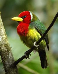 Cabézon à Tête Rouge ~ Eubucco Bourcierii ~ Famille des Capitonidae ~ Endémique du Costa Rica, Panama, Colombie, Pérou, Équateur et Venezuela ~ 📸Richad Mouici