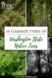 We look at twenty common types of native trees that grow well in Washington state. Find out which ones you might want to grow in your yard. #nativetreeswashingtonstate #washingtonstatenativetrees