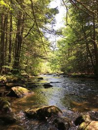 Stoney Creek Pennsylvania [1200x1600] OC #nature #beauty