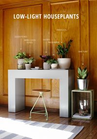 Six easy-to-maintain houseplants that do well in low-light rooms. I've just added these to my dark, wood paneled office.