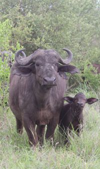 Cape buffalo.