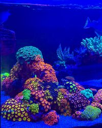 My favourite Zoa corner #reef #reefkeeping #reeftank #reefporn ##reef2reef #reefer #allmymoneygoestocoral..... #coralreef #clownfish #zoa #zoanthids #reeftanksofinstagram #reefbuilders #reefjunkie #eatsleepreef #instareef #waterbox #marinetank #aquaforest #ghl #lps #sps #saltwatertank #fishtank #underwater #マリンアクアリウム #corals #aquariumsdaily #珊瑚