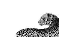 leopard black and white macbook walpaper Full HD