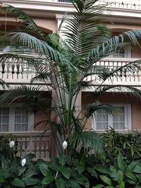 Kentia Palm Care: Growing The Beautiful Howea Forsteriana