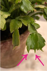 Most Christmas cactus are actually Thanksgiving cactus! Learn how to tell the difference between Christmas cactus and Thanksgiving cactus, and how to take care of these amazing plants from the Brazilian rainforest - they need very different care than their spiny, desert-dwelling cacti cousins. Click through to learn more.