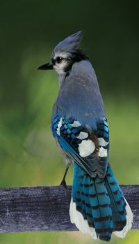 Eastern Bluejay