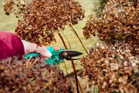 Here's When You Should Cut Back Your Hydrangeas For Winter