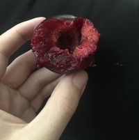 This plum I bit into had no pit