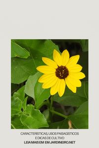 Explore a beleza e o charme do Girassol-da-praia (Helianthus debilis) neste artigo fascinante! Descubra como esta flor única embeleza paisagens costeiras com sua cor vibrante e presença marcante. Se você é um apaixonado por jardinagem ou simplesmente adora flores, este artigo é um guia imprescindível. Clique na imagem para aprender sobre seu cultivo, cuidados, e como o Girassol-da-praia pode transformar seu jardim ou espaço ao ar livre. Leia agora!