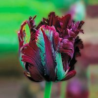 Black Parrot Tulip | Breck's