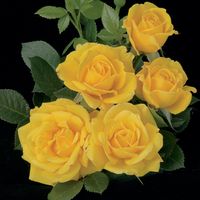 Shockwave Floribunda Rose - Louie's Nursery & Garden Center