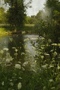 The pond