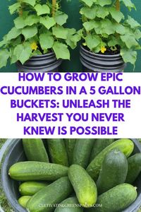 Learn how to cultivate epic vining plants in simple 5-gallon buckets! This guide unlocks the secrets to a bountiful harvest, maximizing your vertical space for delicious, crispy cucumbers.