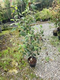 Cox's Orange Pippin ﻿﻿﻿sprouting petite oval-shaped fruit following a flowering period that boasts unique orange-red bloom. This apple tree is can be harvested from September until the dark mornings of October. The fruit can be described as pleasantly tart and very aromatic.