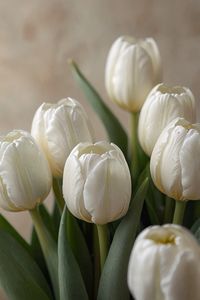 Dreamy white tulips wallpaper #tulips